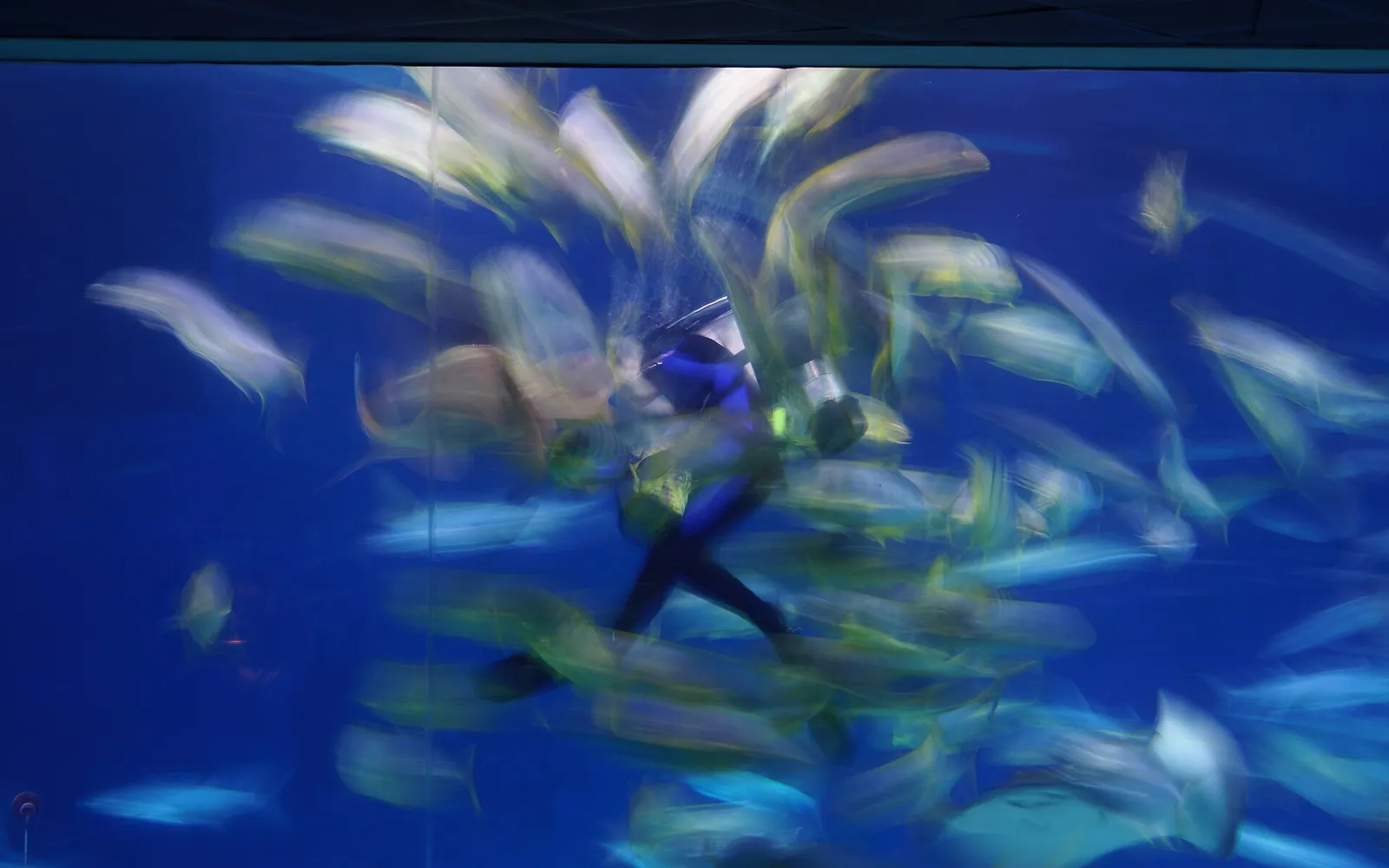National Museum of Marine Biology & Aquarium, Kenting